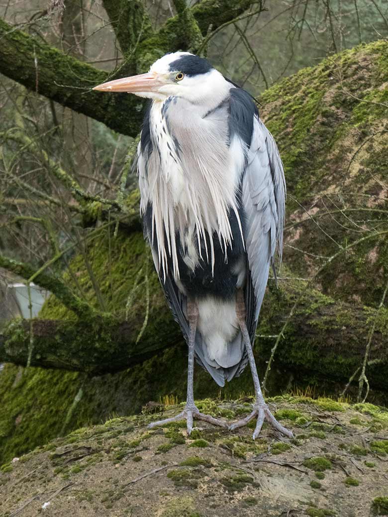 Graureiher am Gehege der Brillenpinguine am 19. Februar 2020 im Zoologischen Garten Wuppertal