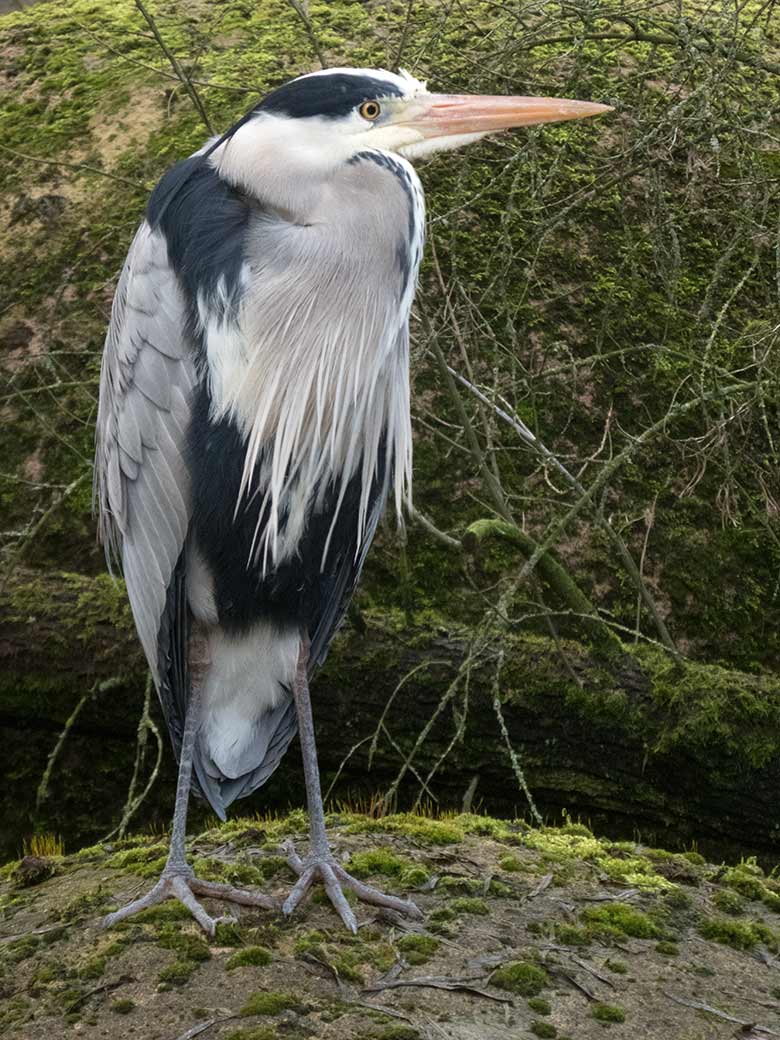 Graureiher am Gehege der Brillenpinguine am 19. Februar 2020 im Zoo Wuppertal