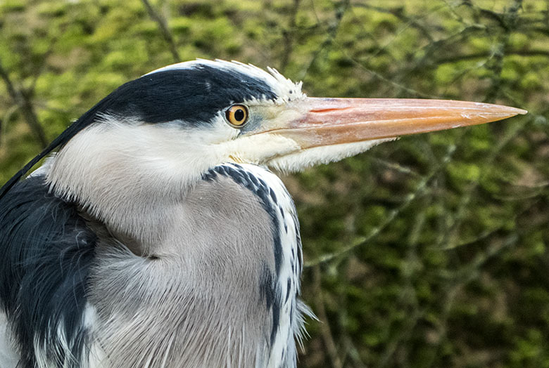 Graureiher am Gehege der Brillenpinguine am 19. Februar 2020 im Wuppertaler Zoo