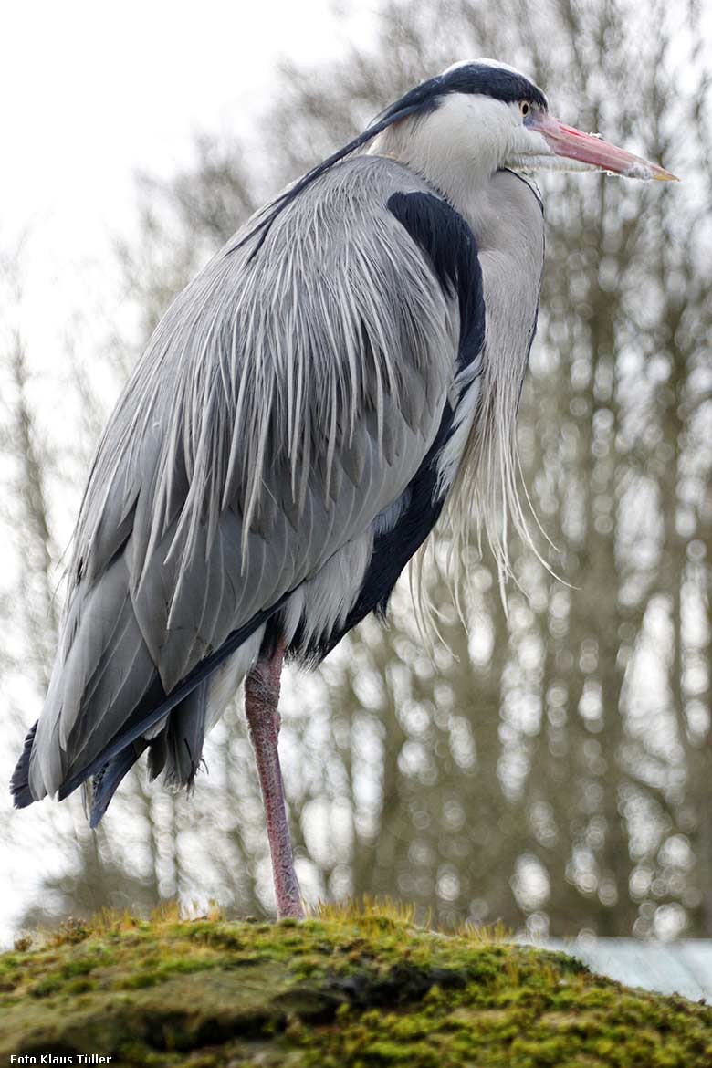 Einer der zahlreichen wild im Zoo lebenden Graureiher am 7. März 2020 im Grünen Zoo Wuppertal (Foto Klaus Tüller)