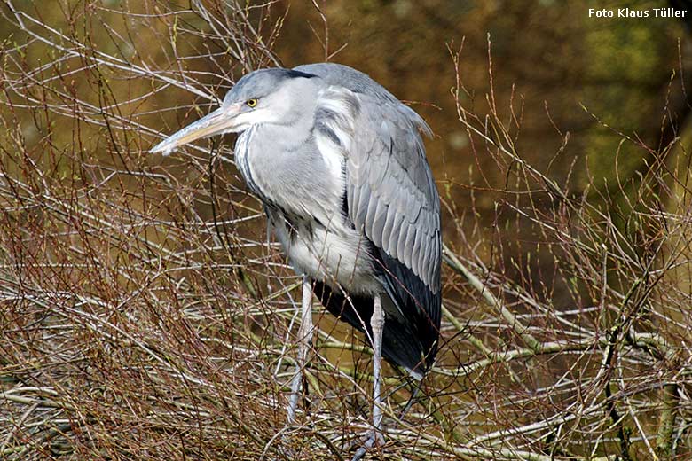 Einer der zahlreichen wild im Zoo lebenden Graureiher am 8. März 2020 im Grünen Zoo Wuppertal (Foto Klaus Tüller)