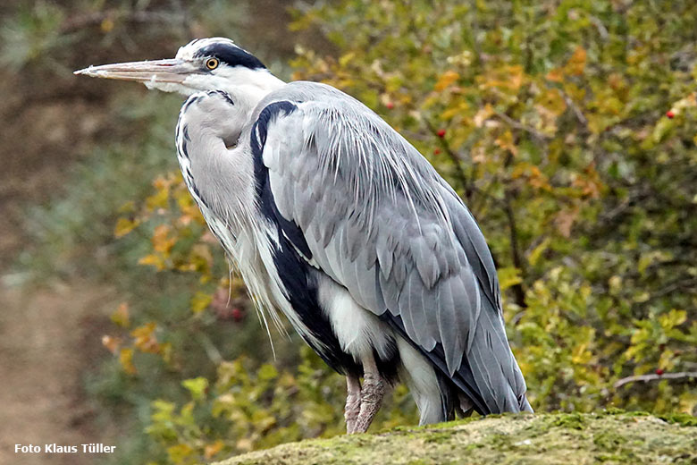 Graureiher am 30. September 2020 an der Anlage der Brillenpinguine im Zoo Wuppertal (Foto Klaus Tüller)