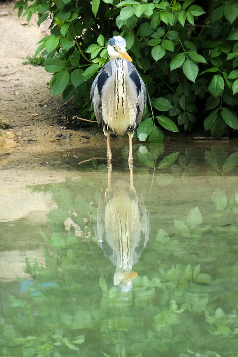 Graureiher auf der Anlage der Brillenpinguine am 14. Mai 2021 im Zoologischen Garten der Stadt Wuppertal