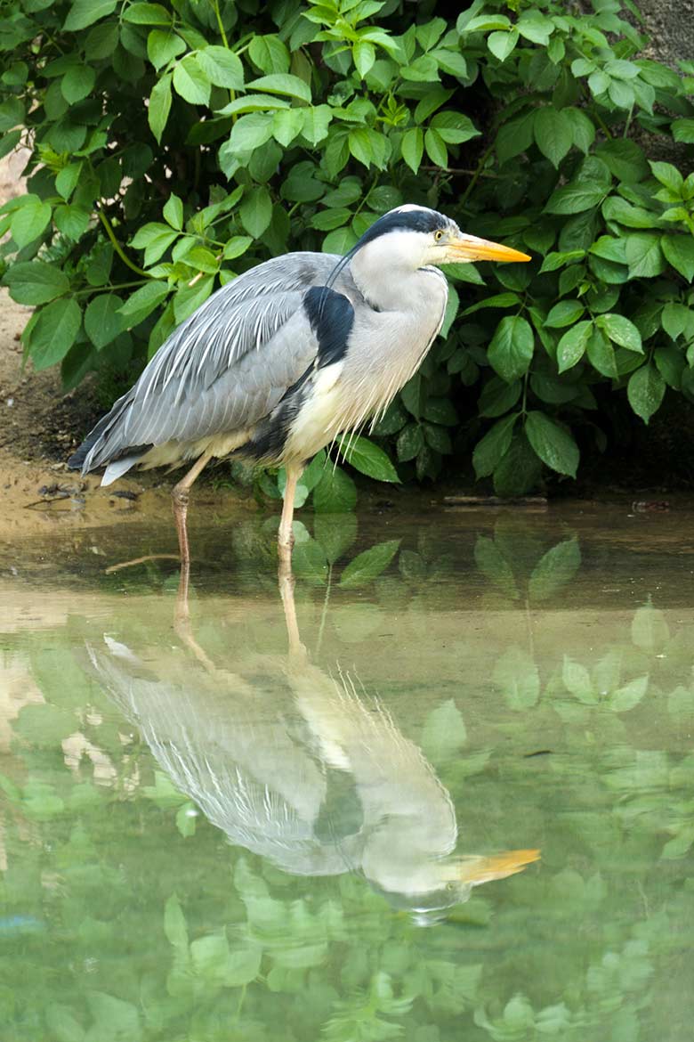 Graureiher auf der Anlage der Brillenpinguine am 14. Mai 2021 im Grünen Zoo Wuppertal