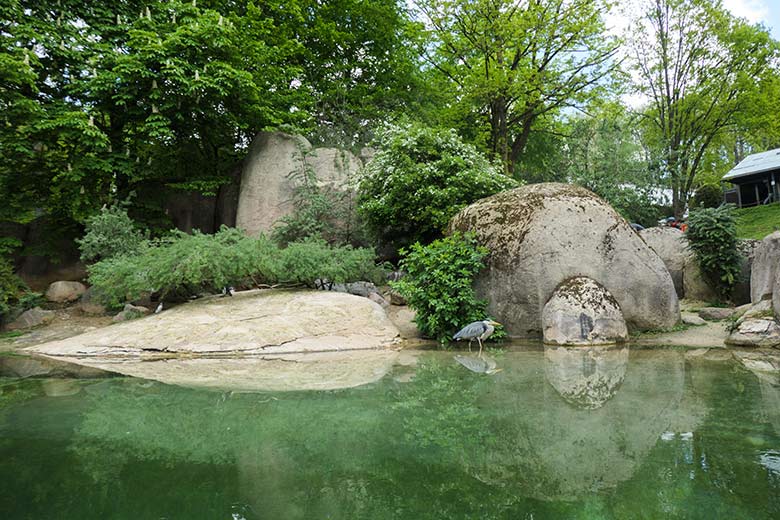 Graureiher auf der Anlage der Brillenpinguine am 14. Mai 2021 im Zoo Wuppertal