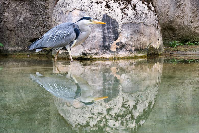 Graureiher auf der Anlage der Brillenpinguine am 14. Mai 2021 im Wuppertaler Zoo