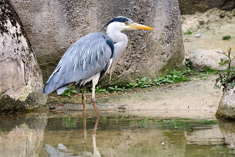 Graureiher auf der Anlage der Brillenpinguine am 14. Mai 2021 im Zoologischen Garten Wuppertal