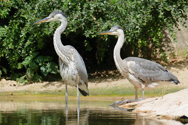 Graureiher am 26. Juli 2021 auf der Außenanlage für Brillenpinguine im Zoologischen Garten Wuppertal