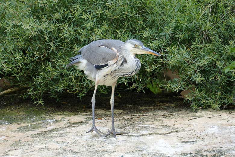 Graureiher am 26. Juli 2021 auf der Außenanlage für Brillenpinguine im Wuppertaler Zoo