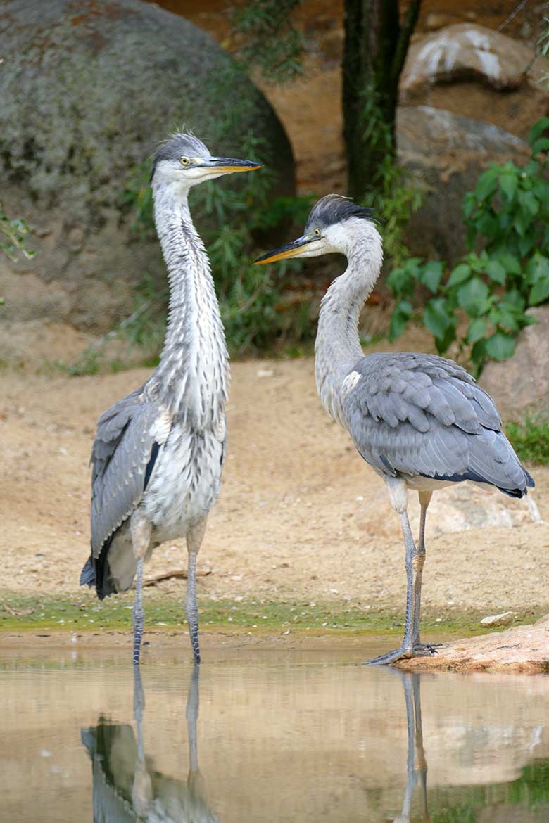 Graureiher am 26. Juli 2021 auf der Außenanlage für Brillenpinguine im Zoo Wuppertal