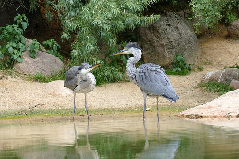 Graureiher am 26. Juli 2021 auf der Außenanlage für Brillenpinguine im Grünen Zoo Wuppertal