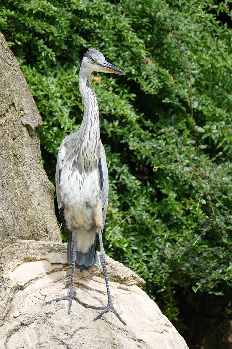 Graureiher am 26. Juli 2021 auf der Außenanlage für Brillenpinguine im Grünen Zoo Wuppertal