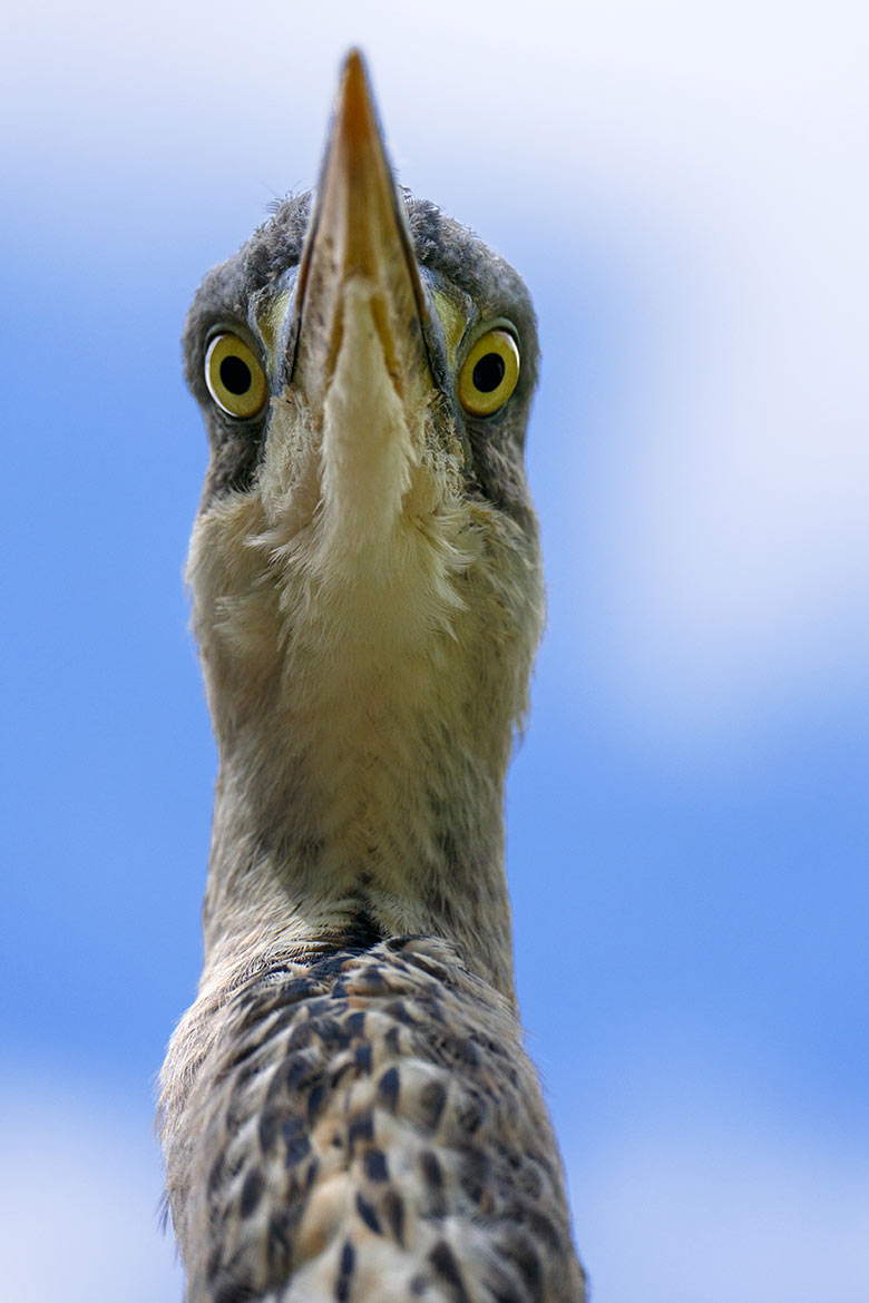 Graureiher am 26. Juli 2021 auf der Außenanlage für Brillenpinguine im Wuppertaler Zoo