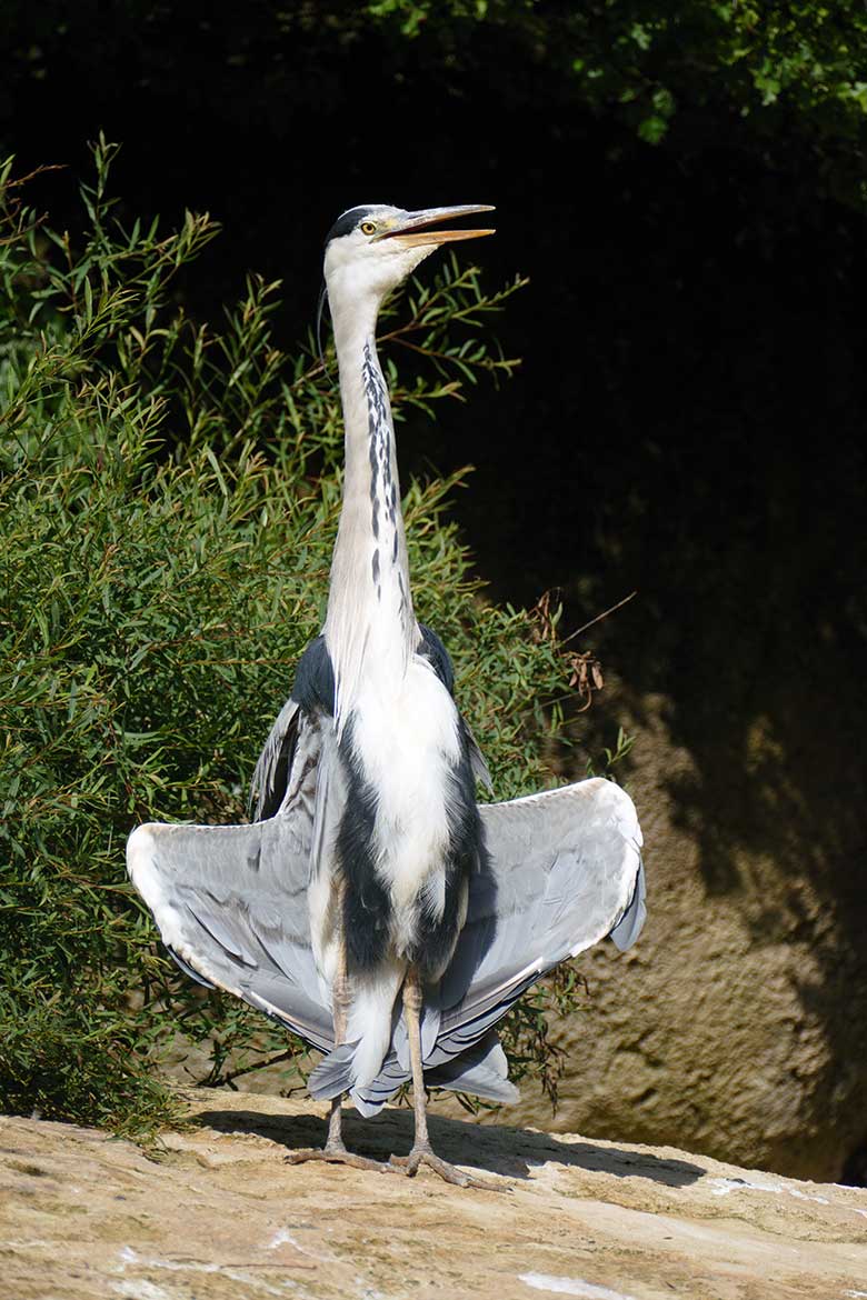 Wild im Zoo lebender Graureiher beim Sonnenbad am 12. Juni 2022 auf der Anlage für Brillenpinguine im Wuppertaler Zoo