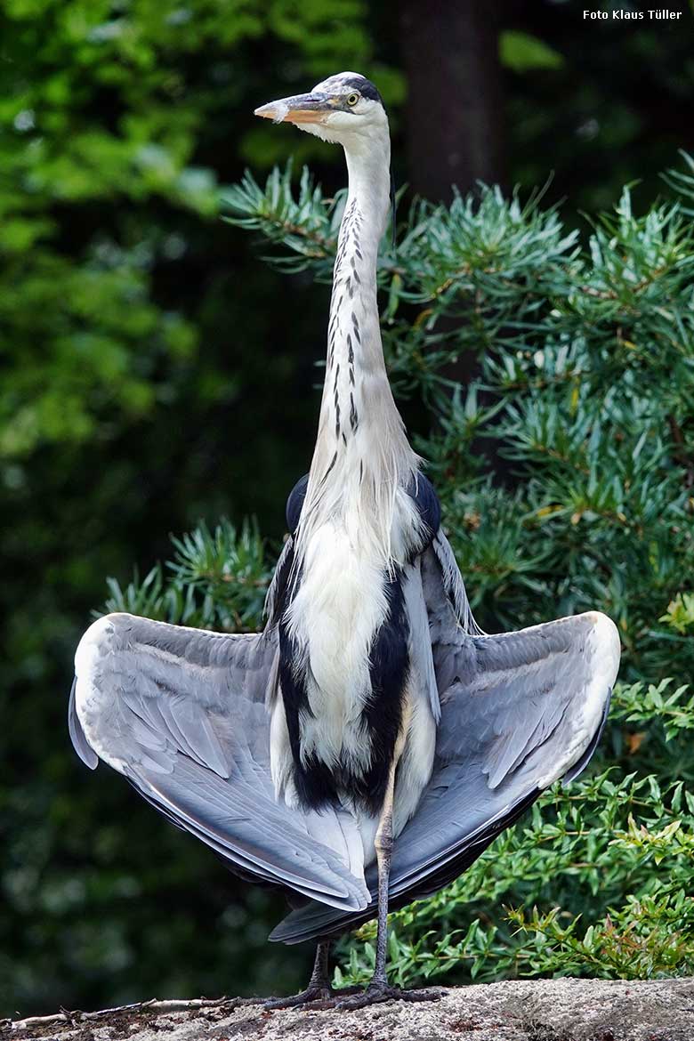 Wild im Zoo lebender Graureiher beim Sonnenbad am 4. Juli 2022 auf der Anlage für Brillenpinguine im Wuppertaler Zoo (Foto Klaus Tüller)