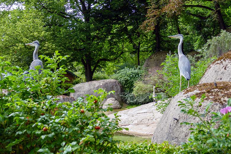 Drei wild im Zoo lebende Graureiher am 8. Juli 2022 auf der Anlage für Brillenpinguine im Grünen Zoo Wuppertal