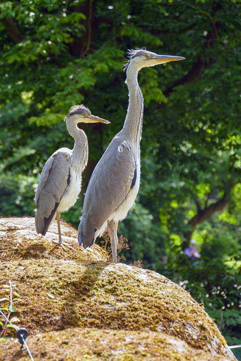 Zwei wild im Zoo lebende Graureiher am 8. Juli 2022 auf der Anlage für Brillenpinguine im Zoo Wuppertal