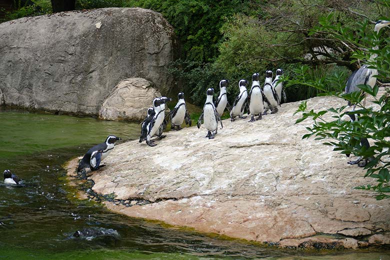 Brillenpinguine am 15. Juli 2022 auf der Außenanlage im Zoologischen Garten Wuppertal