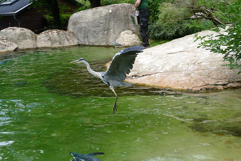 Wild im Zoo lebender Graureiher am 15. Juli 2022 auf der Anlage für Brillenpinguine im Zoo Wuppertal