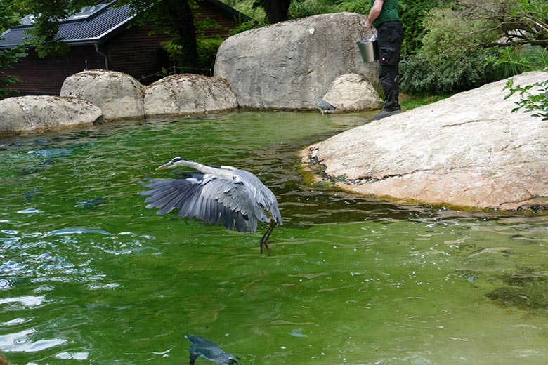 Wild im Zoo lebender Graureiher am 15. Juli 2022 auf der Anlage für Brillenpinguine im Grünen Zoo Wuppertal