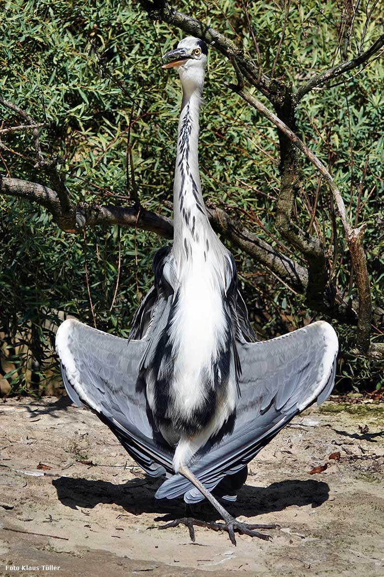 Wild im Zoo lebender Graureiher beim Sonnenbad am 13. September 2022 auf der Außenanlage der Brillenpinguine im Grünen Zoo Wuppertal (Foto Klaus Tüller)