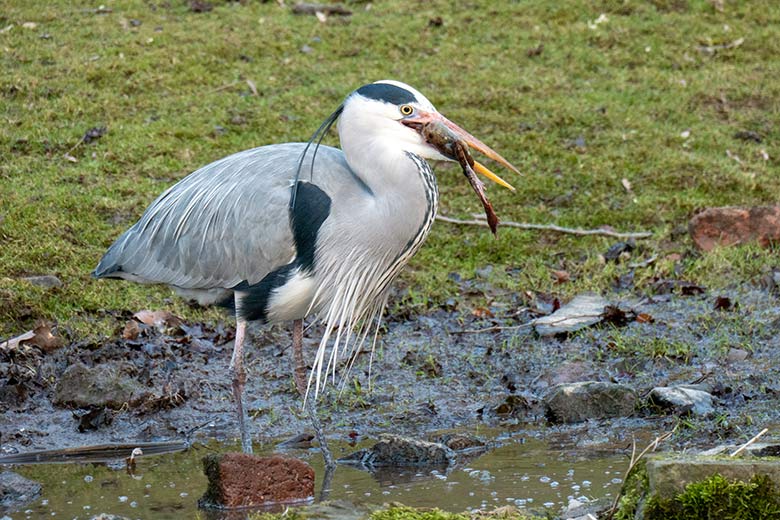 Graureiher mit Froschlurch am 26. Februar 2025 am Wasser der Patagonien-Anlage im Zoologischen Garten Wuppertal