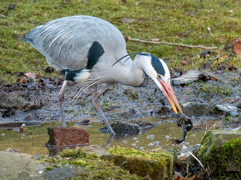 Graureiher mit Froschlurch am 26. Februar 2025 am Wasser der Patagonien-Anlage im Zoo Wuppertal