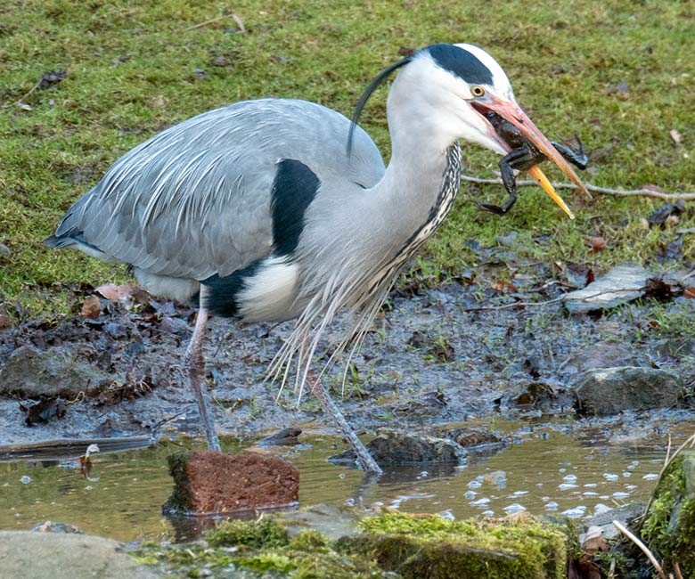 Graureiher mit Froschlurch am 26. Februar 2025 am Wasser der Patagonien-Anlage im Wuppertaler Zoo