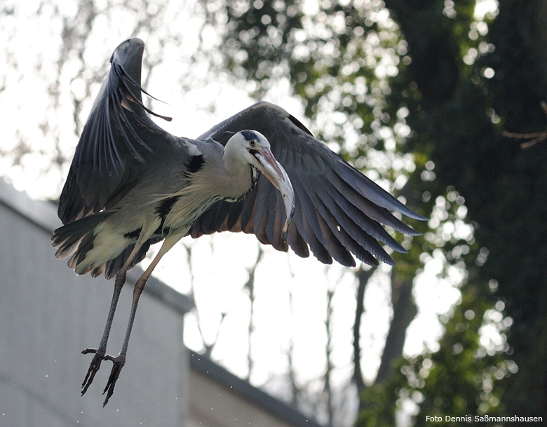 Graureiher im Wuppertaler Zoo im März 2009 (Foto Dennis Saßmannshausen)