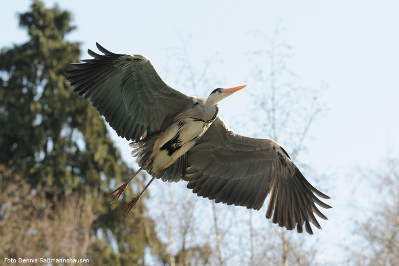 Graureiher im Zoo Wuppertal im März 2009 (Foto Dennis Saßmannshausen)