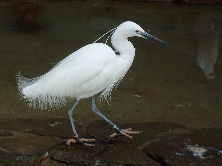 Seidenreiher im Zoologischen Garten Wuppertal im März 2009