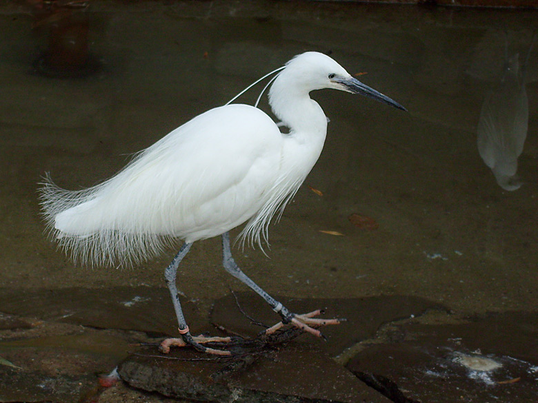 Seidenreiher im Zoologischen Garten Wuppertal im März 2009