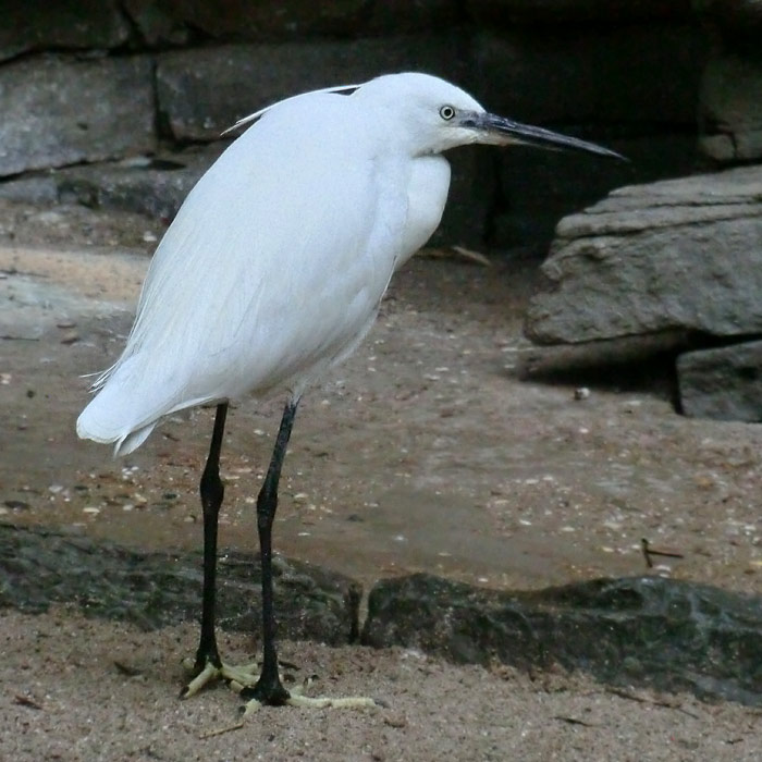 Seidenreiher im Zoo Wuppertal im August 2014