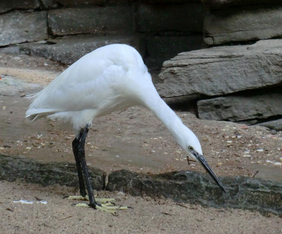 Seidenreiher im Zoo Wuppertal im August 2014