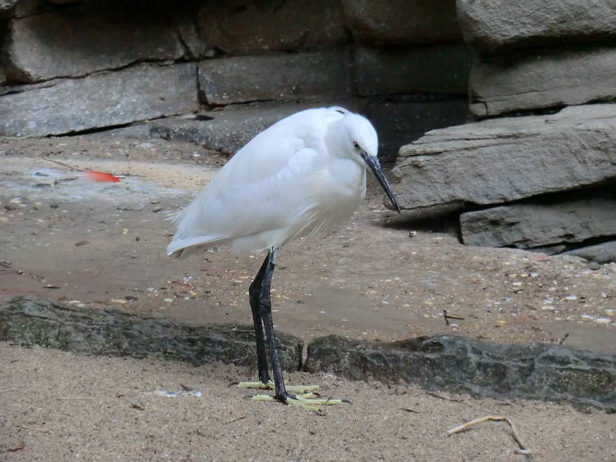 Seidenreiher im Zoologischen Garten Wuppertal im August 2014