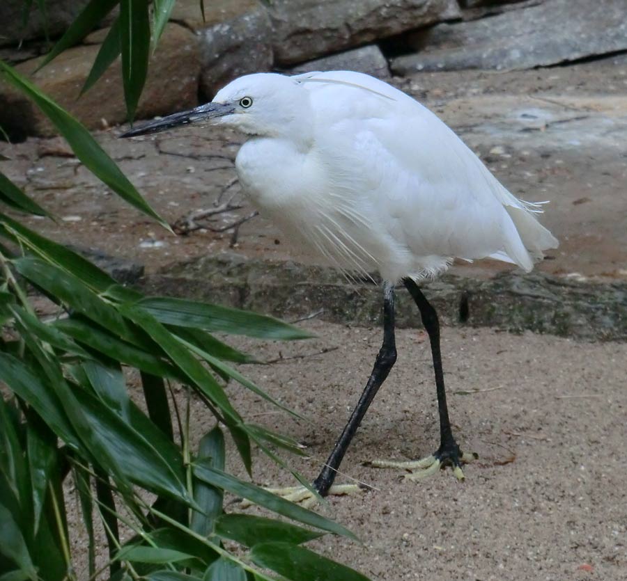 Seidenreiher im Wuppertaler Zoo im August 2014