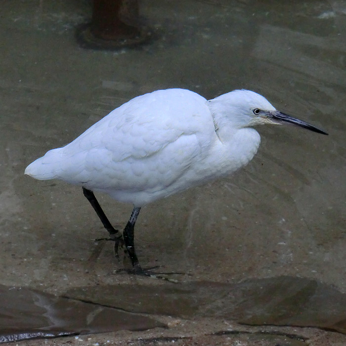 Seidenreiher im Wuppertaler Zoo im August 2014