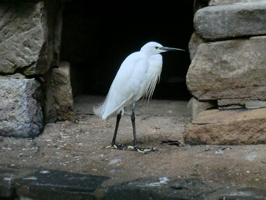 Seidenreiher im Zoo Wuppertal im August 2014