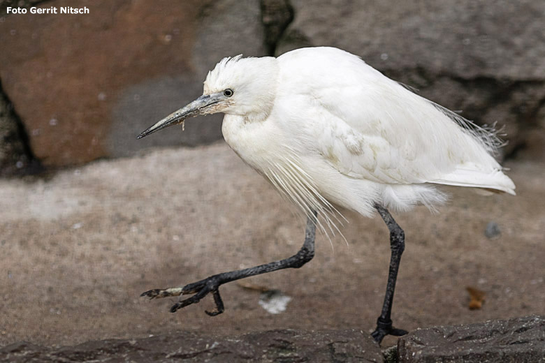 Seidenreiher am 15. November 2018 in der Voliere für Reiher und Ibisse im Wuppertaler Zoo (Foto Gerrit Nitsch)