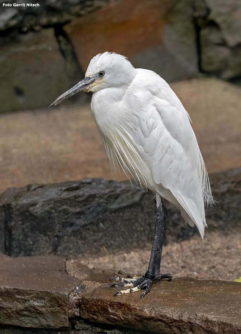 Seidenreiher am 5. November 2019 in der großen Voliere für Ibisse und Reiher im Grünen Zoo Wuppertal