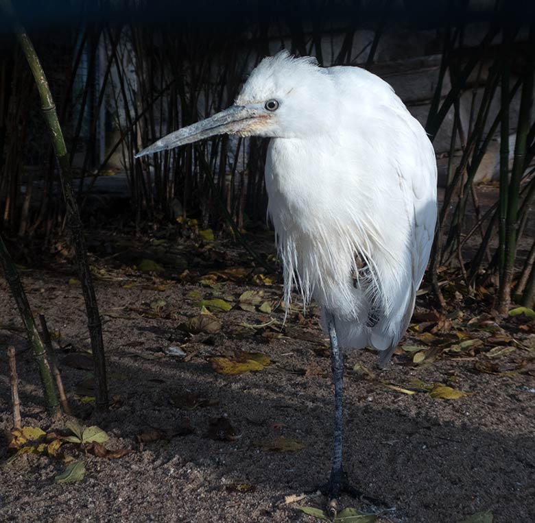 Seidenreiher am 23. November 2019 in der Außenvoliere im Zoologischen Garten der Stadt Wuppertal