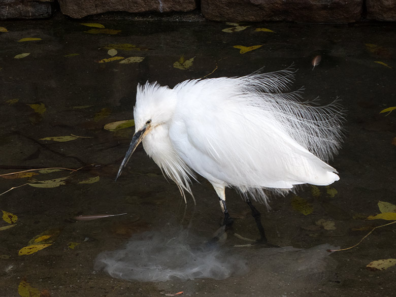 Seidenreiher im Wasserbecken am 23. November 2019 in der Außenvoliere im Zoo Wuppertal