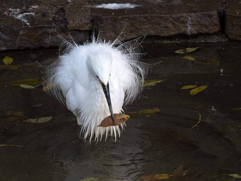 Seidenreiher im Wasserbecken am 23. November 2019 in der Außenvoliere im Wuppertaler Zoo