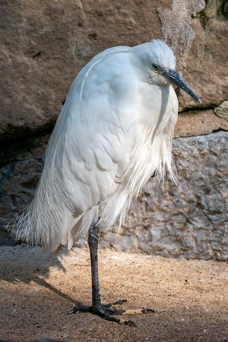 Seidenreiher am 12. September 2020 auf der Außenanlage in der Nähe des Vogel-Hauses im Wuppertaler Zoo