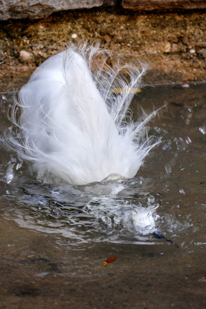 Seidenreiher am 16. September 2020 auf der Außenanlage in der Nähe des Vogel-Hauses im Wuppertaler Zoo