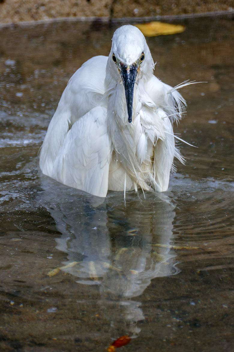 Seidenreiher am 16. September 2020 auf der Außenanlage in der Nähe des Vogel-Hauses im Zoo Wuppertal