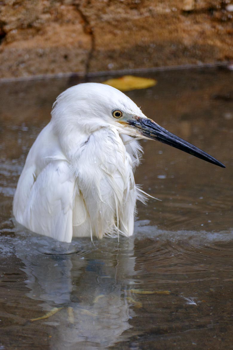 Seidenreiher am 16. September 2020 auf der Außenanlage in der Nähe des Vogel-Hauses im Zoologischen Garten der Stadt Wuppertal