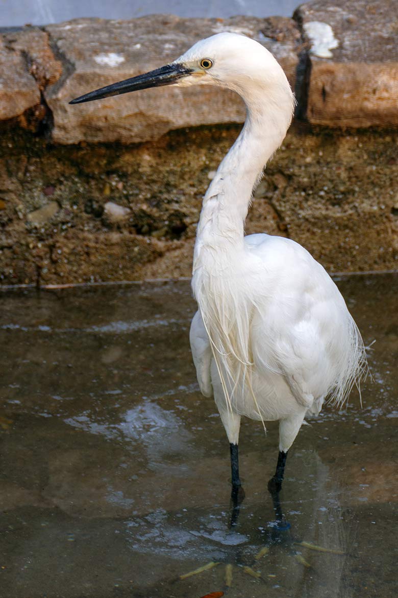 Seidenreiher am 16. September 2020 auf der Außenanlage in der Nähe des Vogel-Hauses im Wuppertaler Zoo