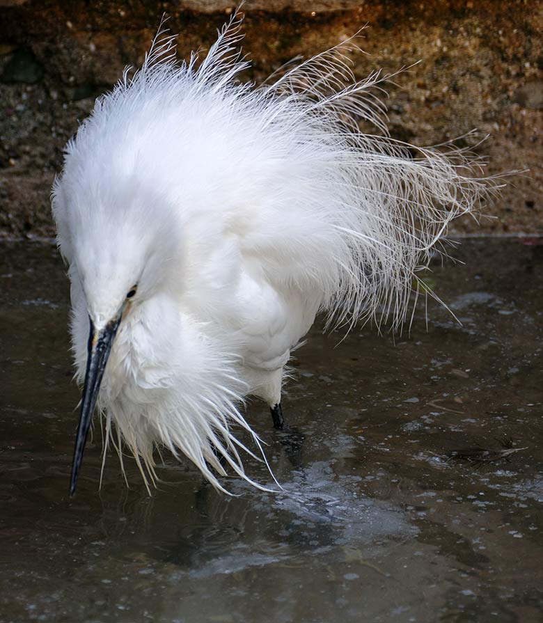 Seidenreiher am 16. September 2020 auf der Außenanlage in der Nähe des Vogel-Hauses im Zoo Wuppertal