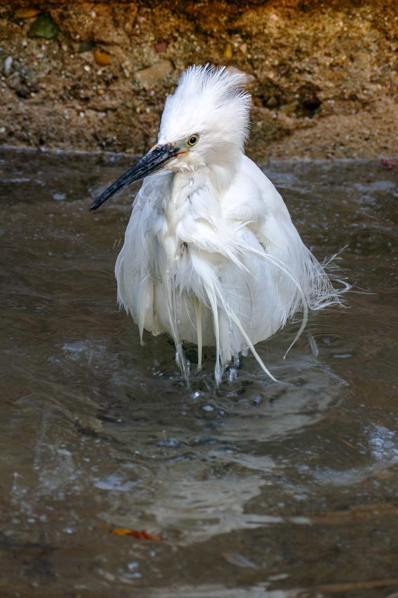 Seidenreiher am 16. September 2020 auf der Außenanlage in der Nähe des Vogel-Hauses im Zoologischen Garten Wuppertal